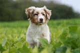 BERGER AUSTRALIEN PUPPIES 784